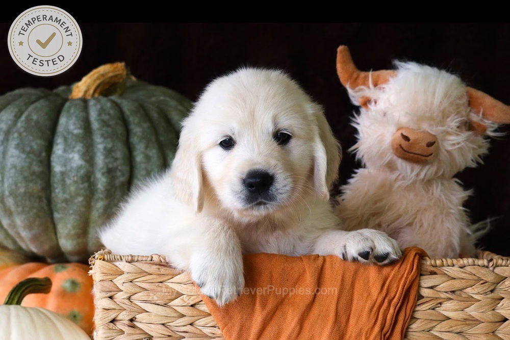 Jellybean Image of Jellybean, a Golden Retriever puppy