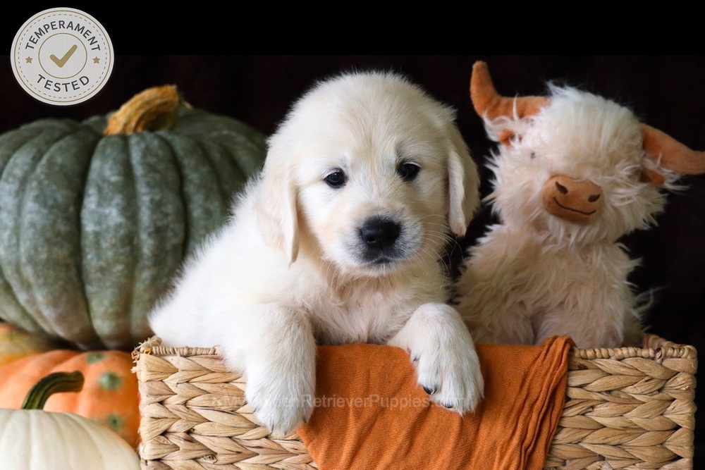Jellybean Image of Jellybean, a Golden Retriever puppy