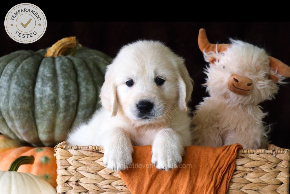 Jellybean Image of Jellybean, a Golden Retriever puppy