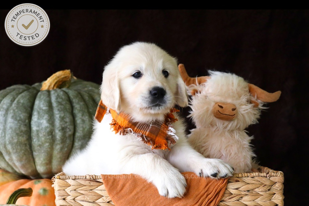 Jellybean Image of Jellybean, a Golden Retriever puppy
