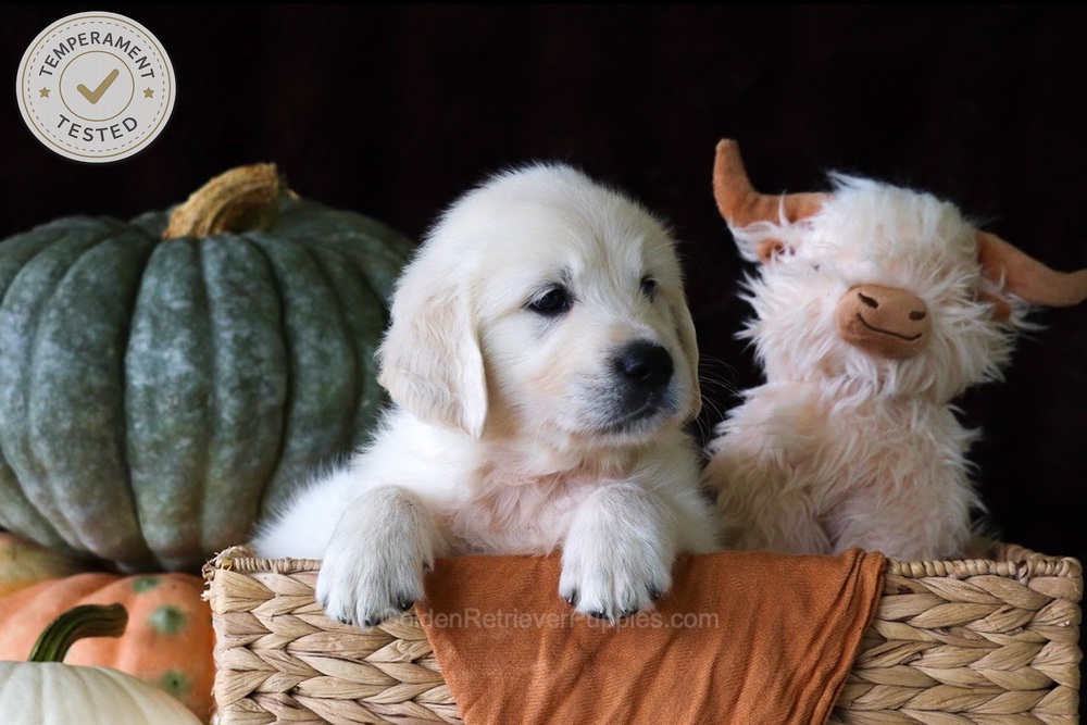 Jellybean Image of Jellybean, a Golden Retriever puppy