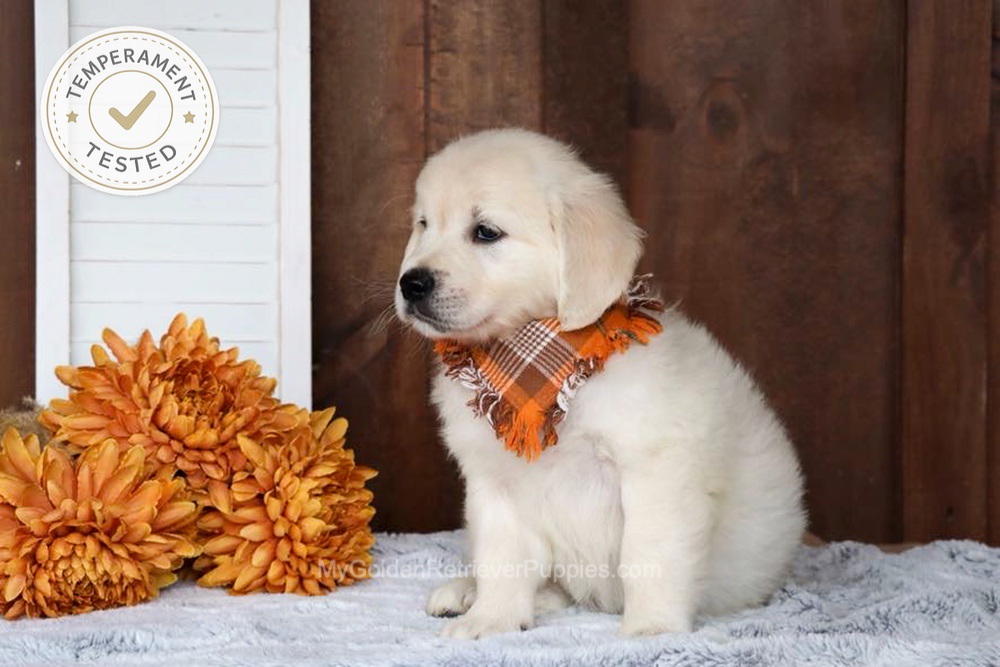 Jesse Image of Jesse, a Golden Retriever puppy