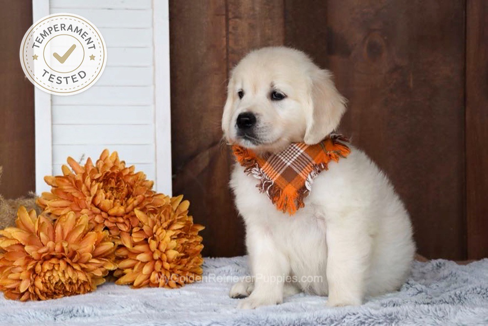 Jesse Image of Jesse, a Golden Retriever puppy