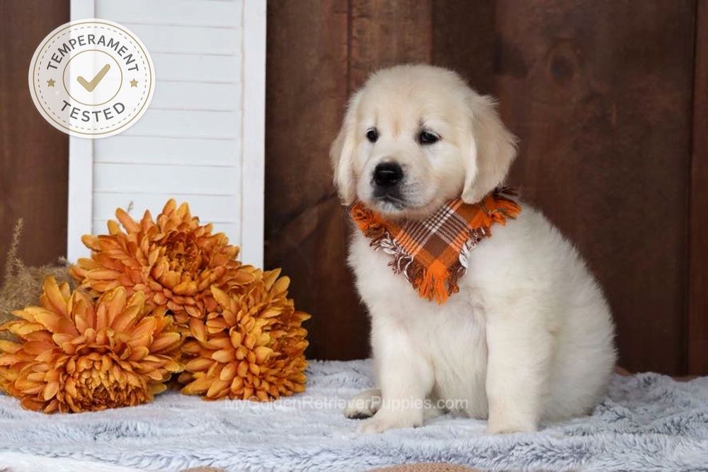Jesse Image of Jesse, a Golden Retriever puppy