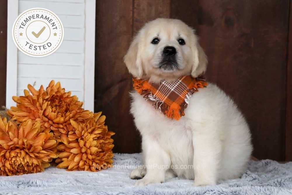 Jesse Image of Jesse, a Golden Retriever puppy