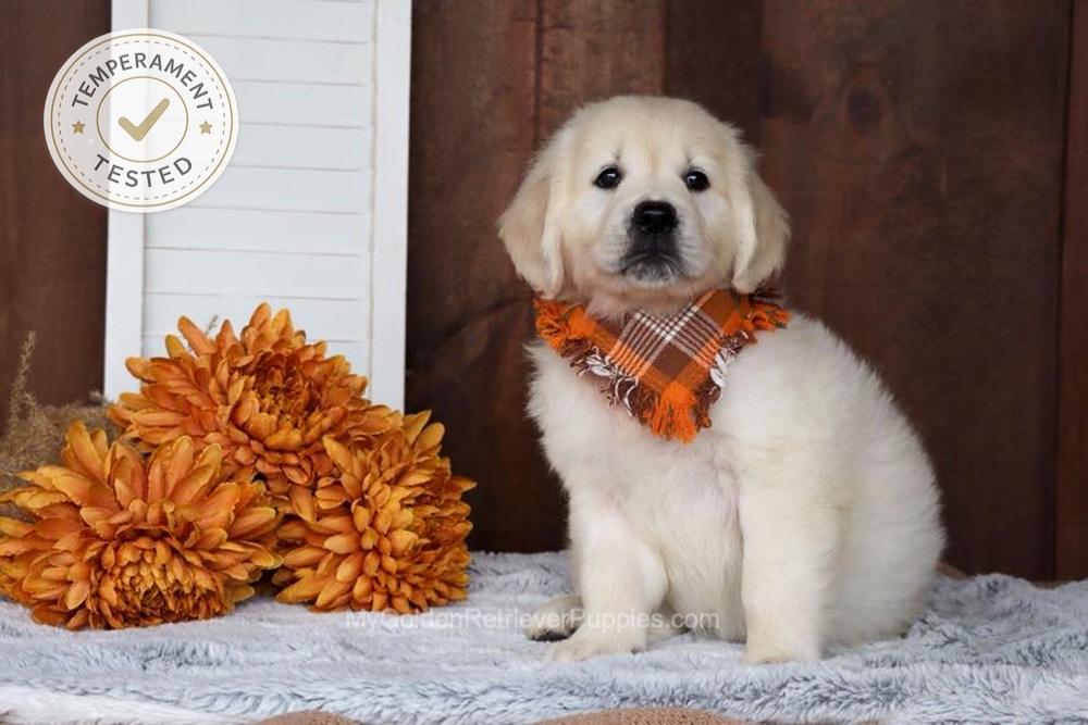 Jesse Image of Jesse, a Golden Retriever puppy