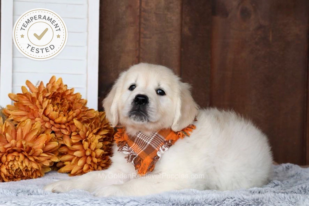 Jesse Image of Jesse, a Golden Retriever puppy