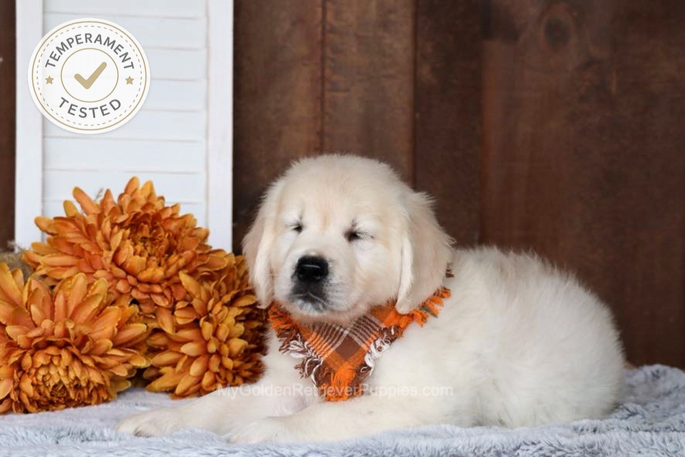 Jesse Image of Jesse, a Golden Retriever puppy