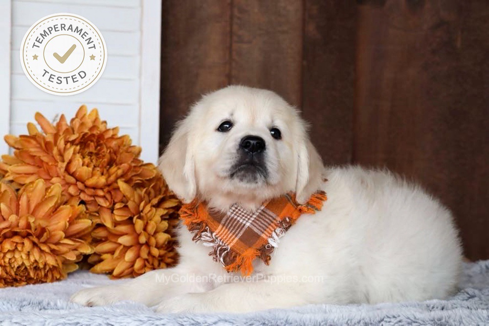 Jesse Image of Jesse, a Golden Retriever puppy