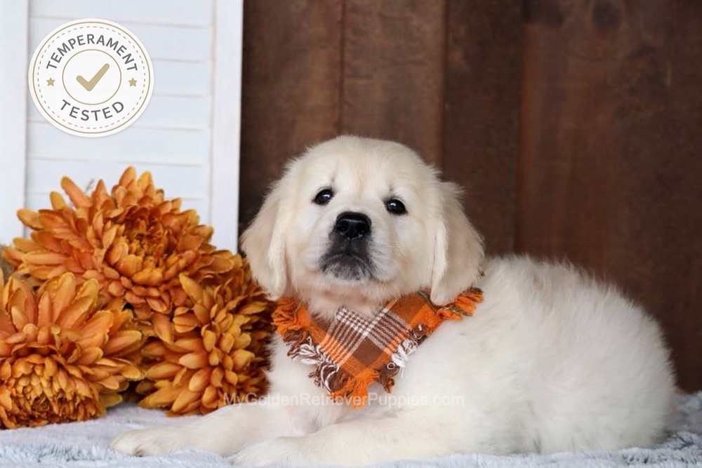 Jesse Image of Jesse, a Golden Retriever puppy