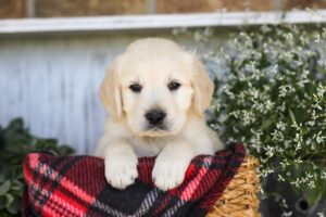 Image of KitKat, a Golden Retriever puppy