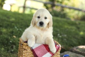Image of Mark, a Golden Retriever puppy