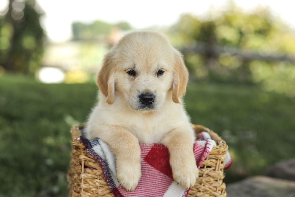 Micah Image of Micah, a Golden Retriever puppy