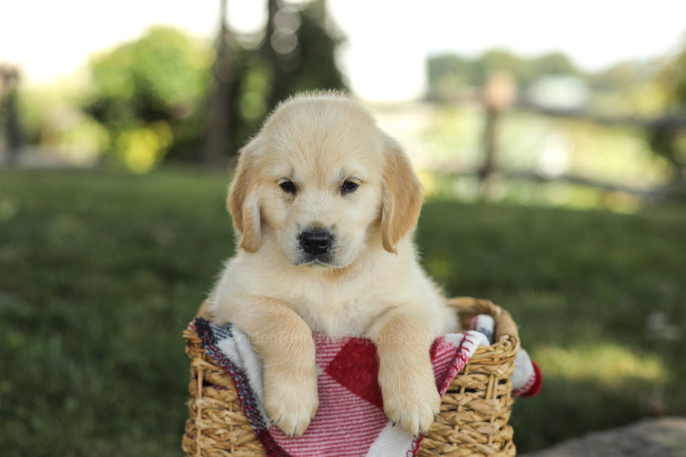 Micah Image of Micah, a Golden Retriever puppy