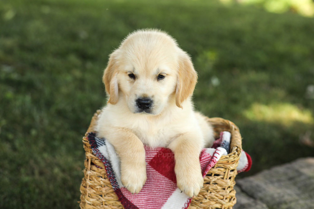 Micah Image of Micah, a Golden Retriever puppy