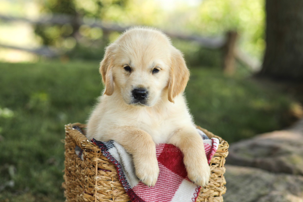Micah Image of Micah, a Golden Retriever puppy