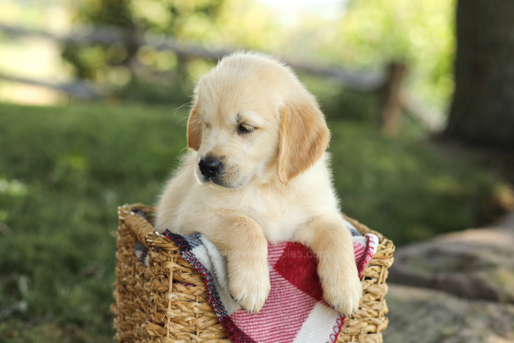 Micah Image of Micah, a Golden Retriever puppy