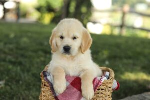 Image of Micah, a Golden Retriever puppy