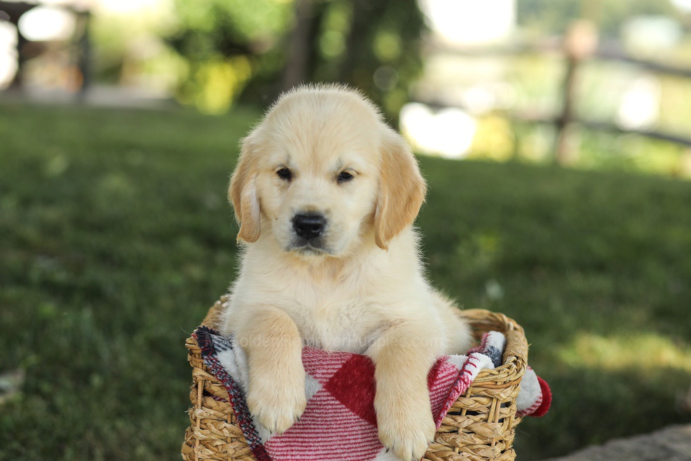 Micah Image of Micah, a Golden Retriever puppy