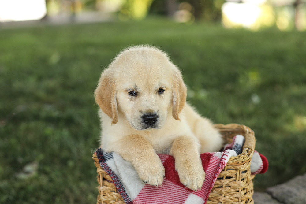 Micah Image of Micah, a Golden Retriever puppy