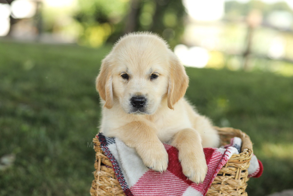Micah Image of Micah, a Golden Retriever puppy