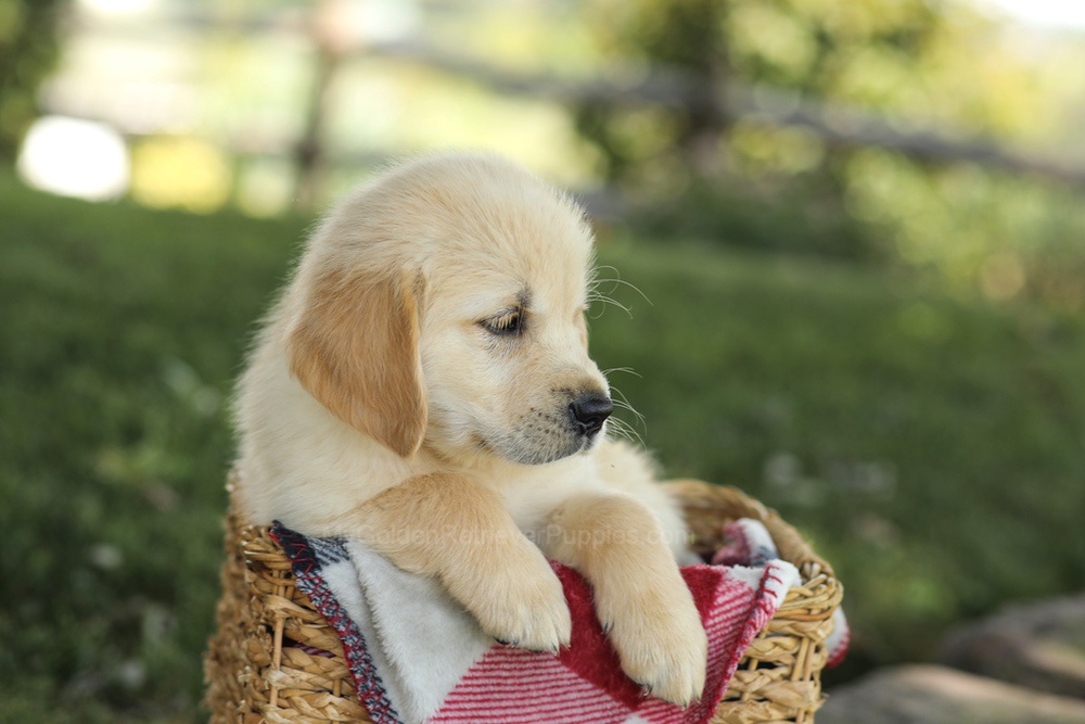 Micah Image of Micah, a Golden Retriever puppy