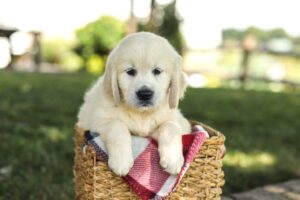 Image of Mick, a Golden Retriever puppy