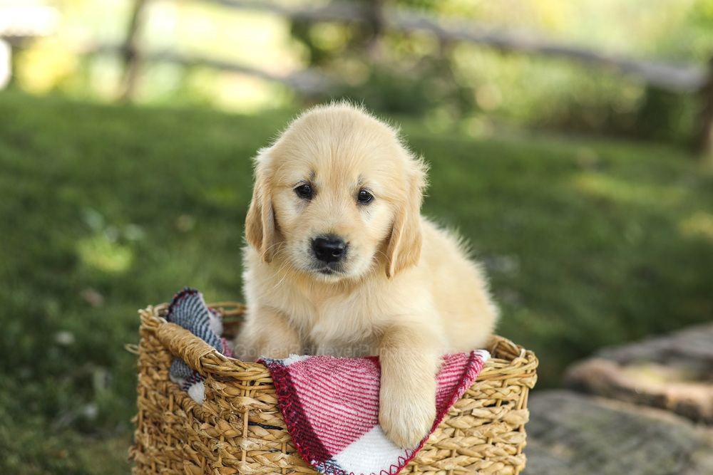Millie Image of Millie, a Golden Retriever puppy