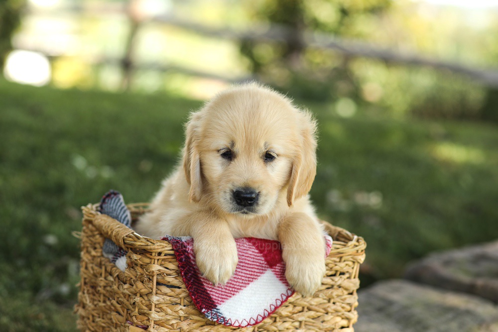 Millie Image of Millie, a Golden Retriever puppy