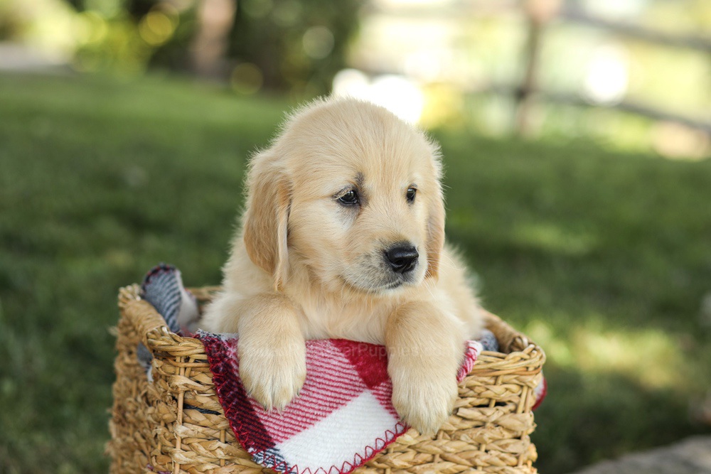 Millie Image of Millie, a Golden Retriever puppy