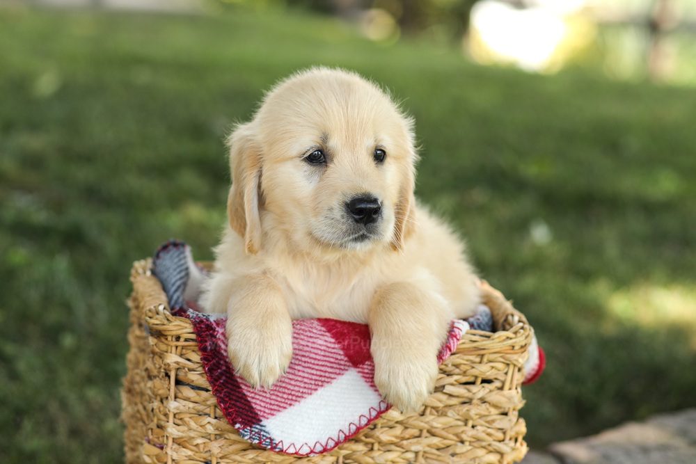 Millie Image of Millie, a Golden Retriever puppy
