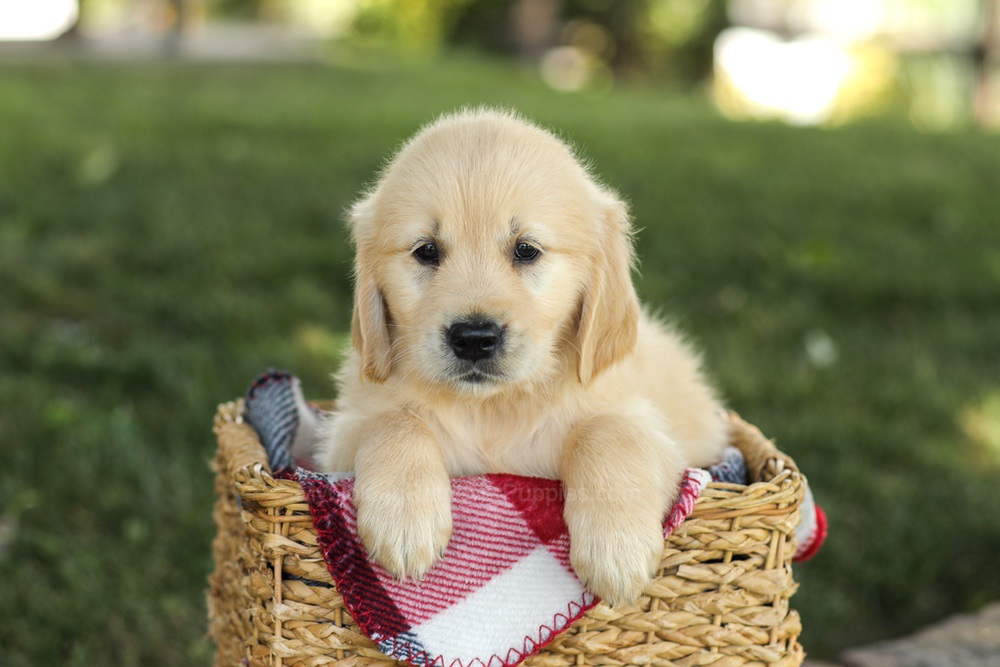 Millie Image of Millie, a Golden Retriever puppy
