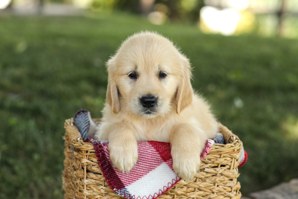 Millie Image of Millie, a Golden Retriever puppy