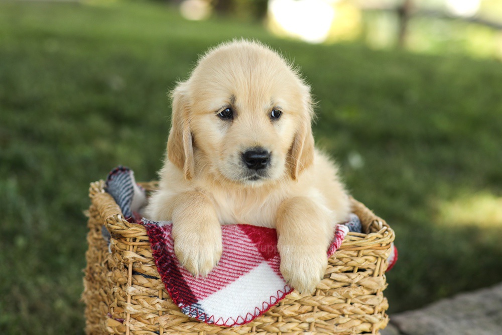 Millie Image of Millie, a Golden Retriever puppy