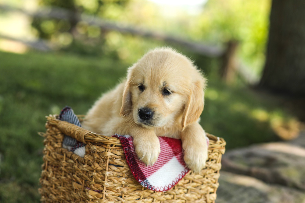 Millie Image of Millie, a Golden Retriever puppy
