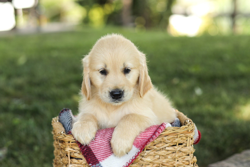 Millie Image of Millie, a Golden Retriever puppy