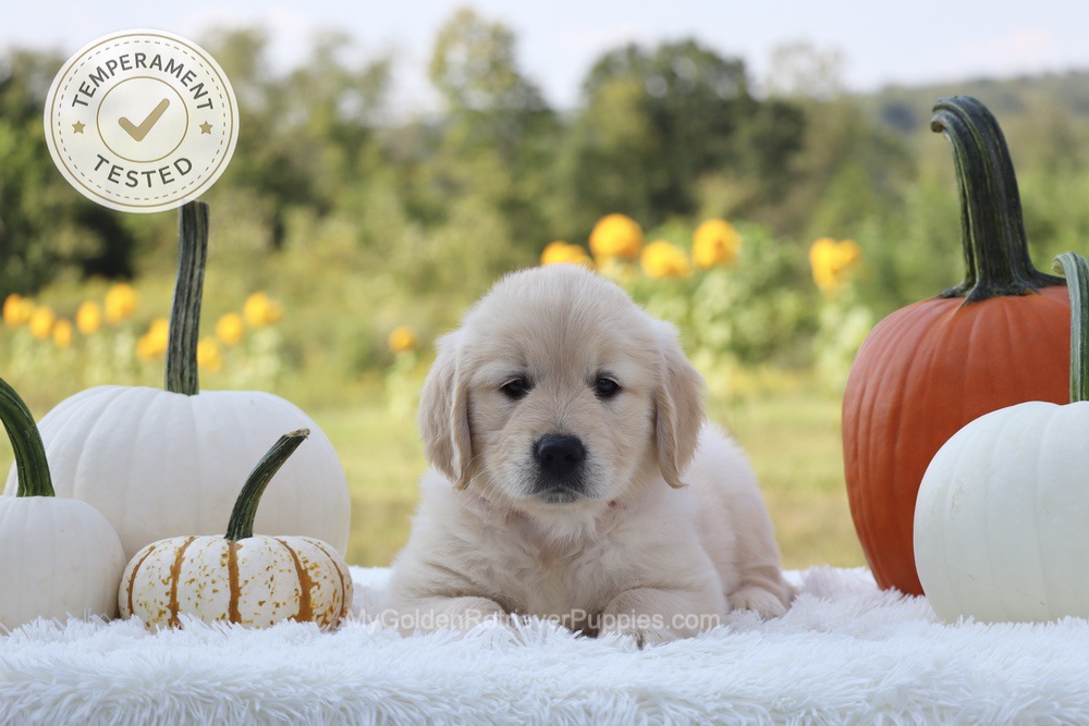 Minnie Image of Minnie, a Golden Retriever puppy