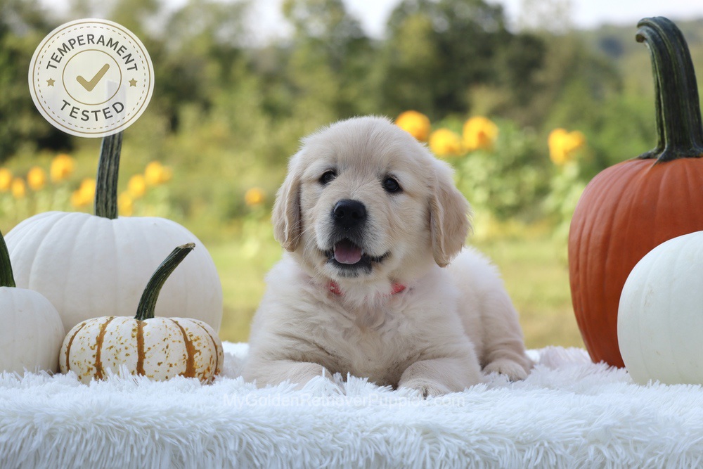 Minnie Image of Minnie, a Golden Retriever puppy