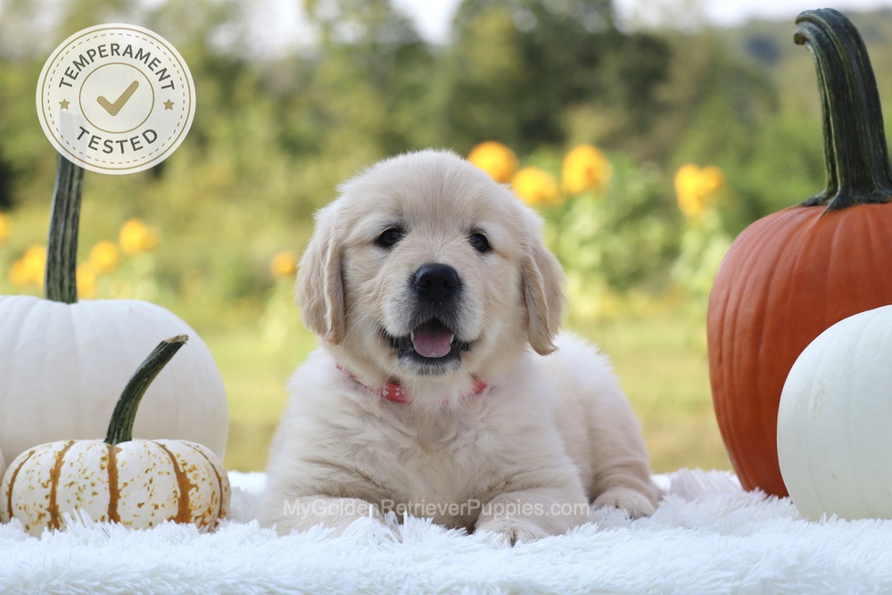 Minnie Image of Minnie, a Golden Retriever puppy