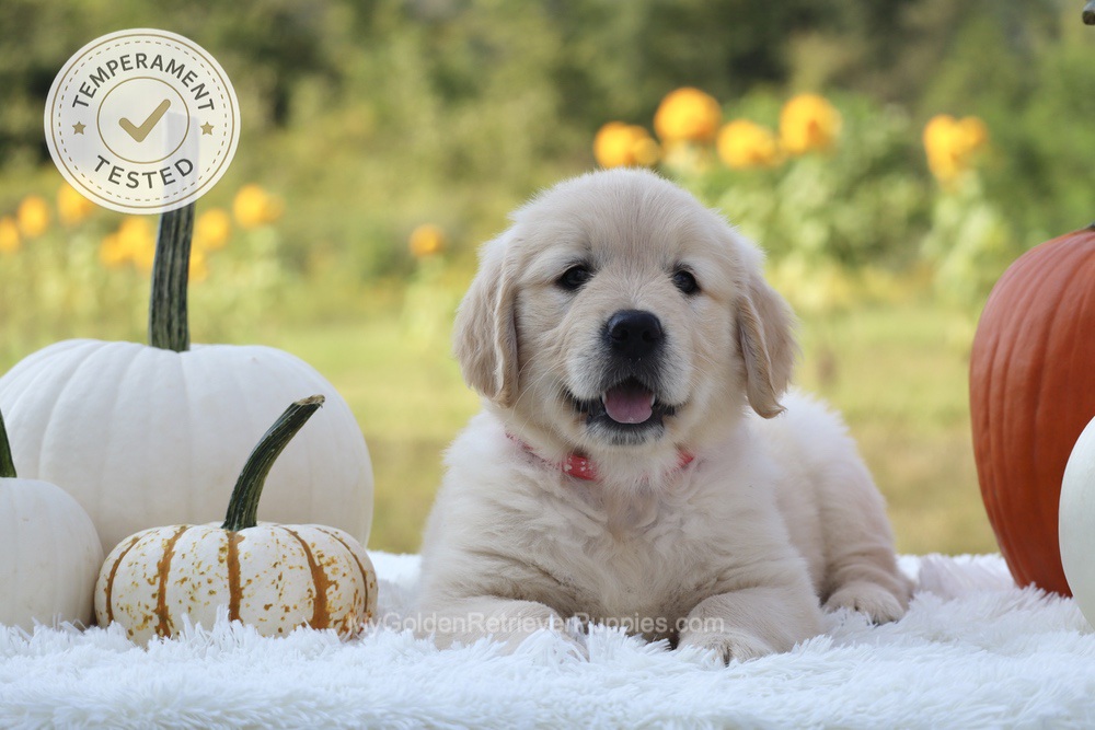 Minnie Image of Minnie, a Golden Retriever puppy