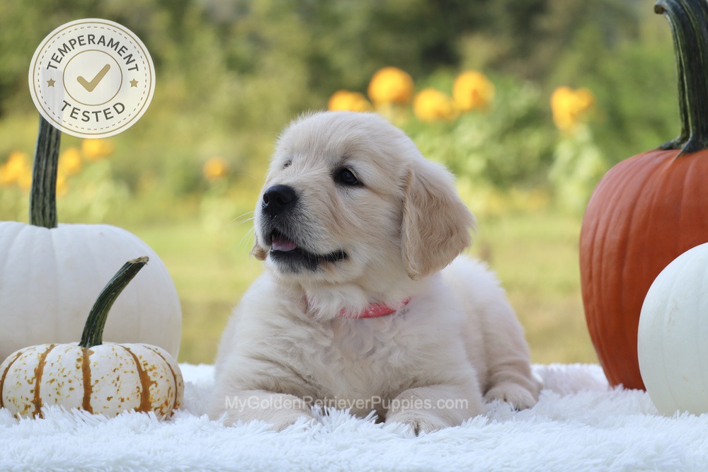 Minnie Image of Minnie, a Golden Retriever puppy
