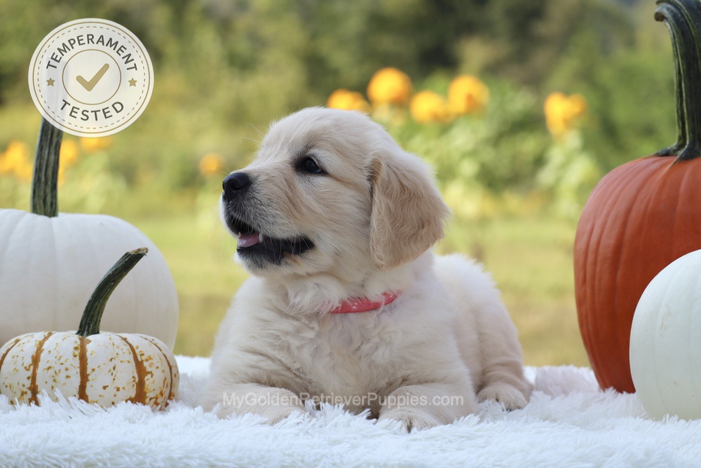 Minnie Image of Minnie, a Golden Retriever puppy