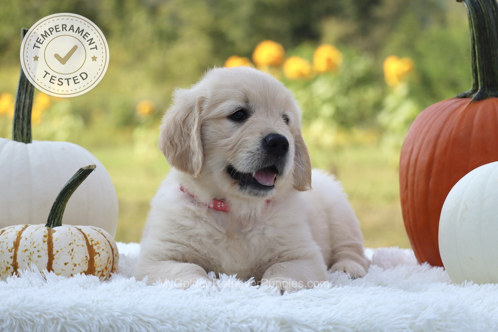 Minnie Image of Minnie, a Golden Retriever puppy