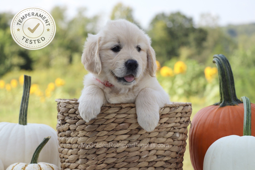 Minnie Image of Minnie, a Golden Retriever puppy