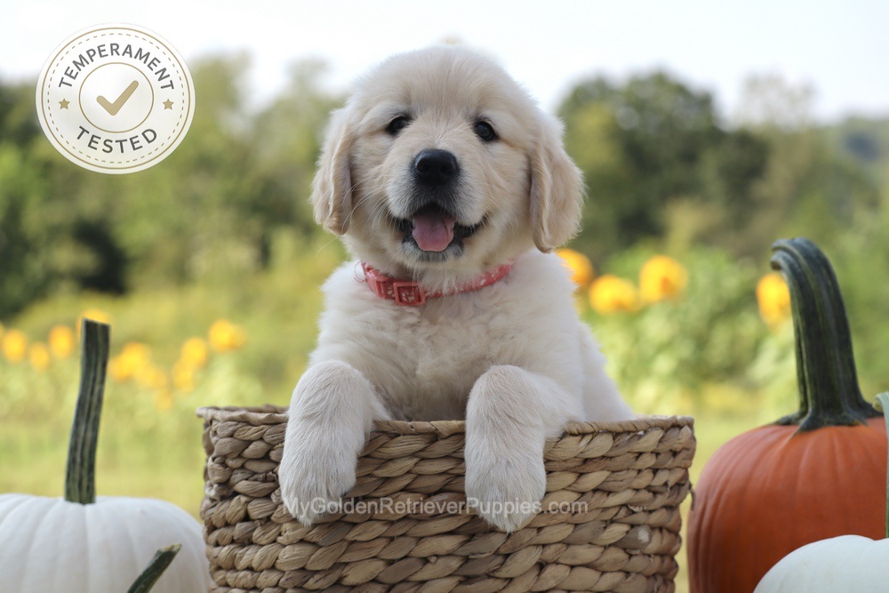 Minnie Image of Minnie, a Golden Retriever puppy