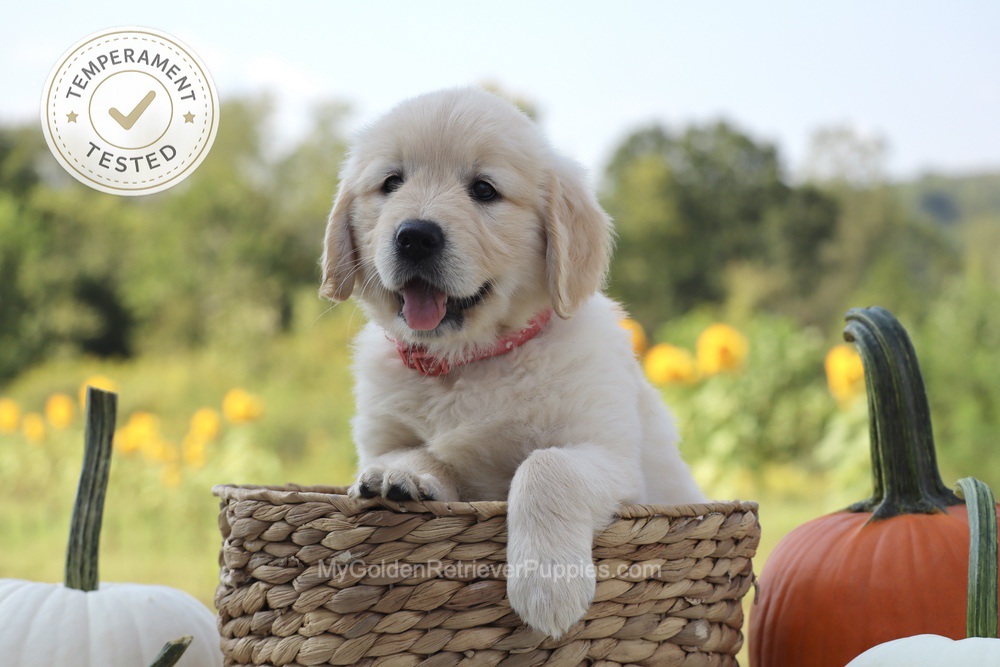 Minnie Image of Minnie, a Golden Retriever puppy