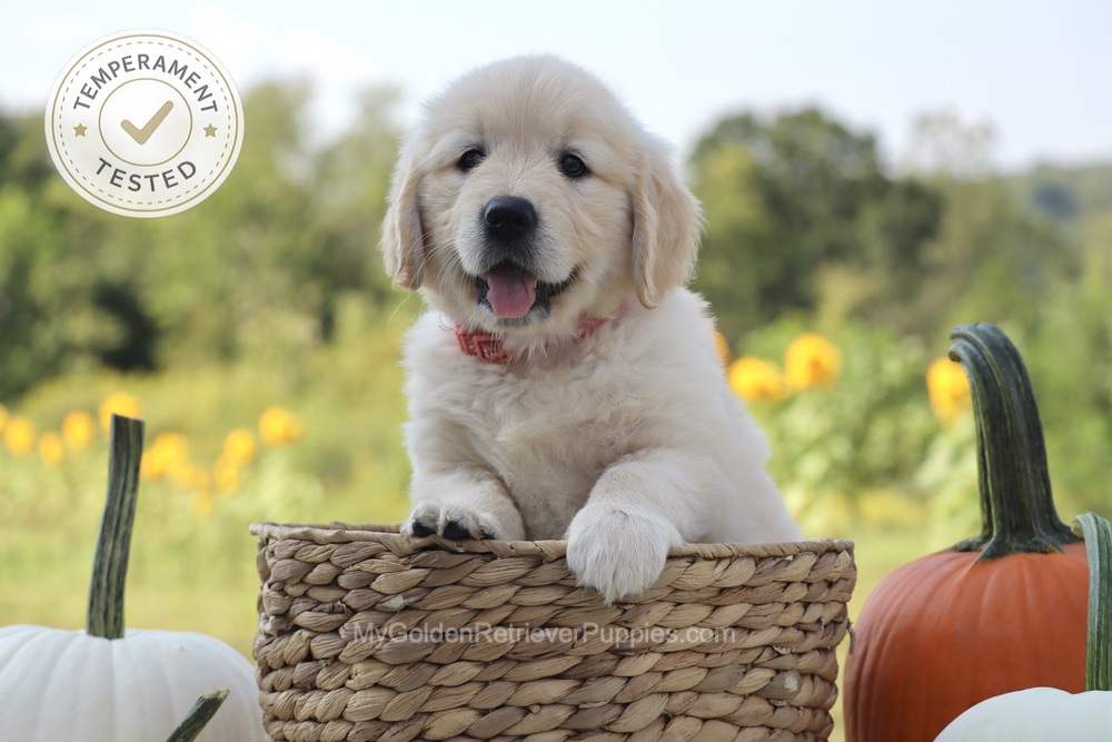 Minnie Image of Minnie, a Golden Retriever puppy