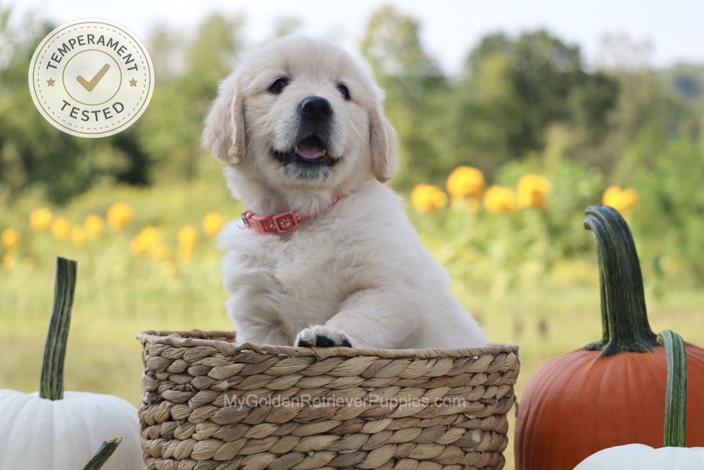 Minnie Image of Minnie, a Golden Retriever puppy