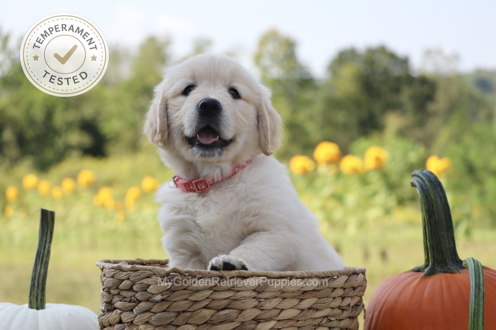 Minnie Image of Minnie, a Golden Retriever puppy