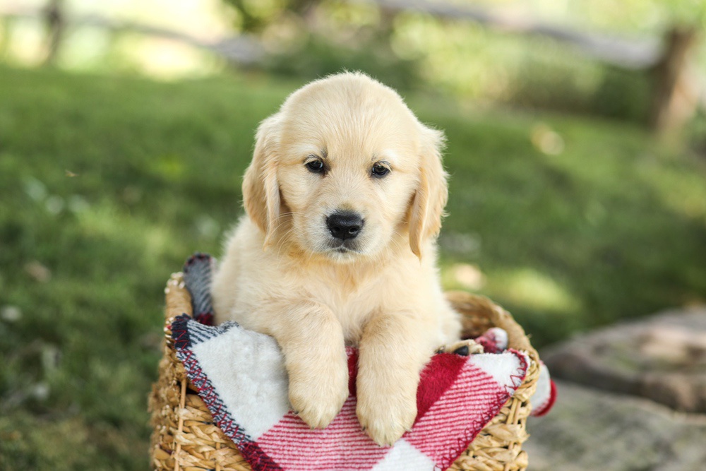 Misty Image of Misty, a Golden Retriever puppy